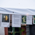 2024 06 30 Brunnenkerwe Historischer Friehschobbe (4)